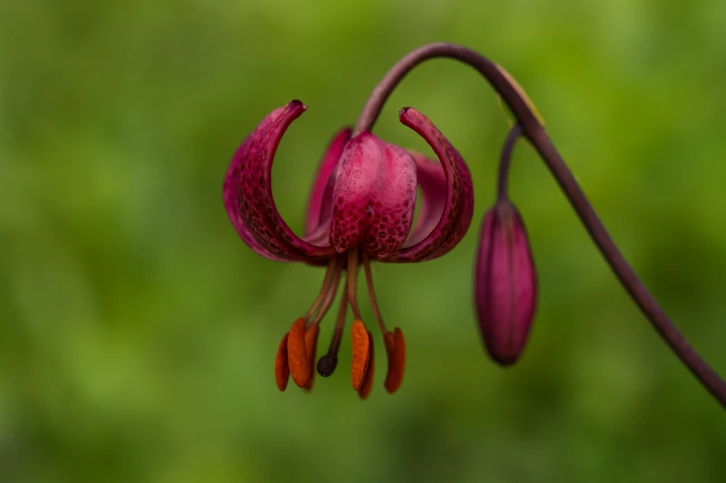 Lilium martagon ssp. cattaniae
