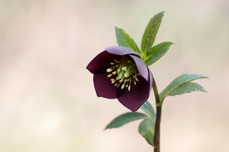 Helleborus atrorubens