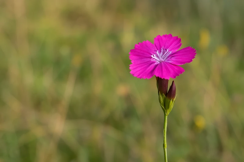 Dianthus giganteus ssp. croaticus
