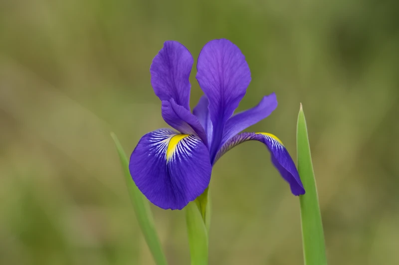 Jadranska perunika