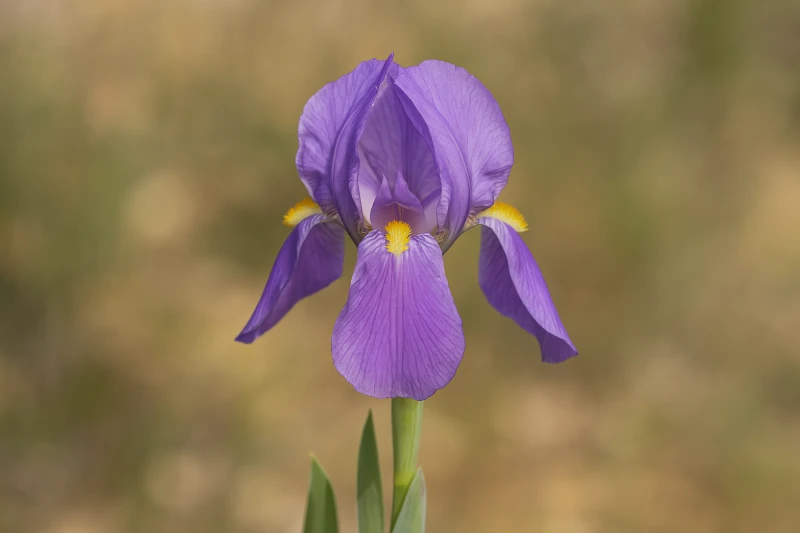 Dalmatinska perunika