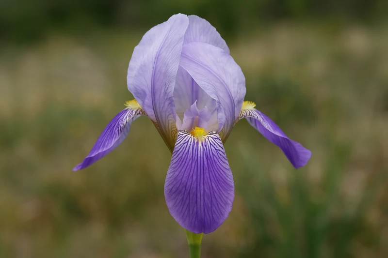 Ilirska perunika