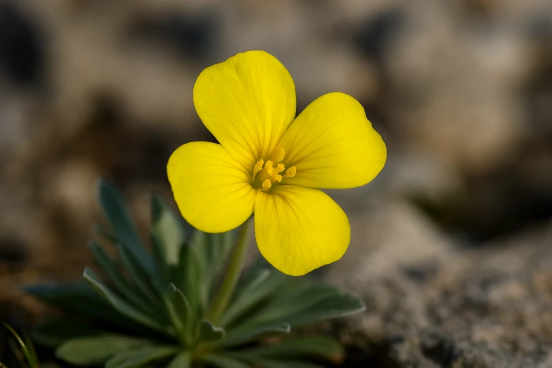 Degenia velebitica