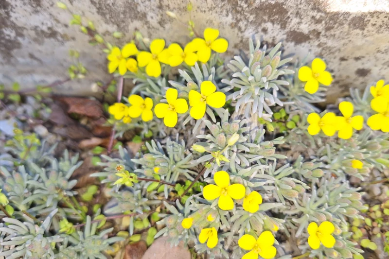 Degenia velebitica