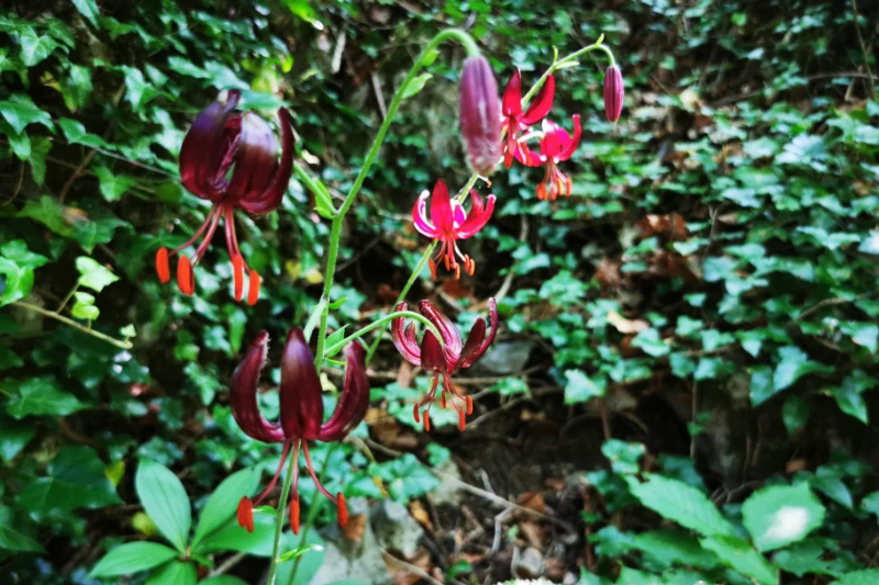Lilium martagon ssp. cattaniae