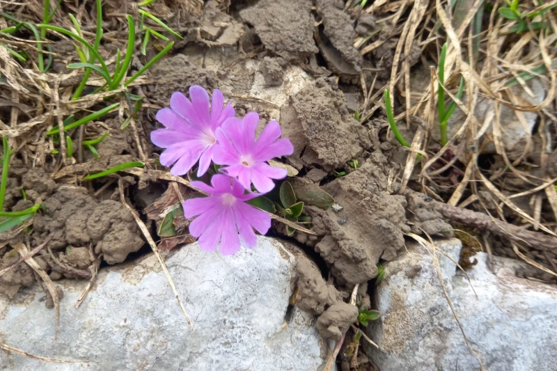 Primula kitaibeliana