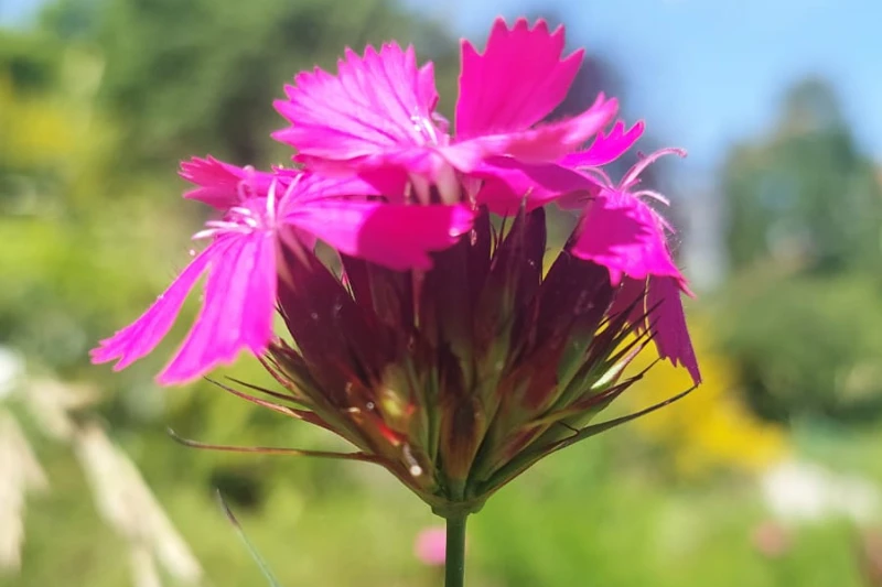 Dianthus giganteus ssp. croaticus