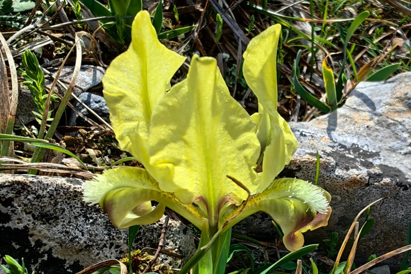 Jadranska perunika