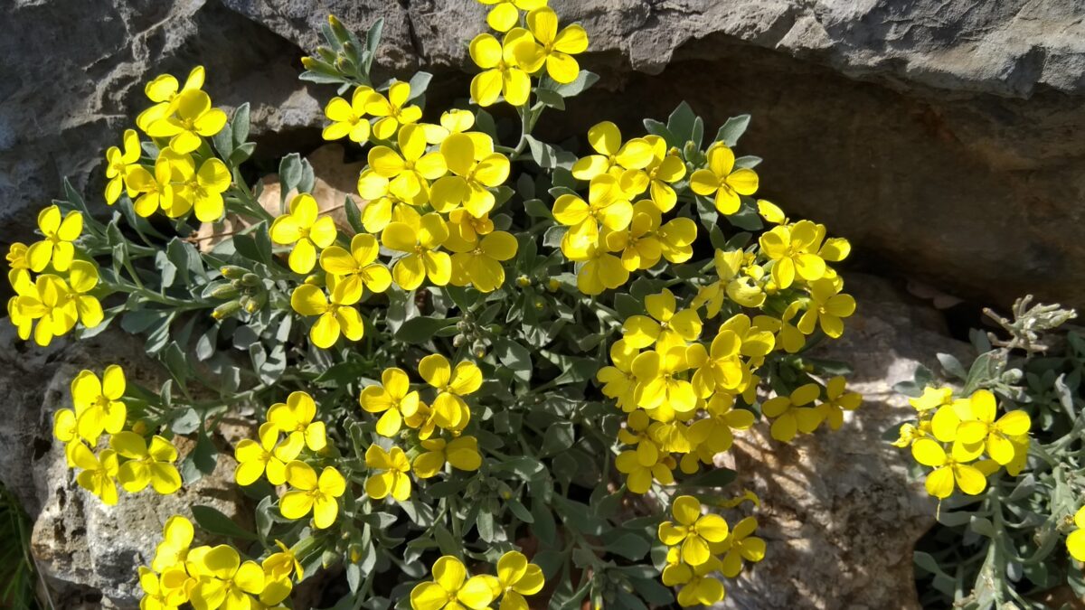 Trobridi sijedac Fibigia triquetra