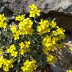 Trobridi sijedac Fibigia triquetra