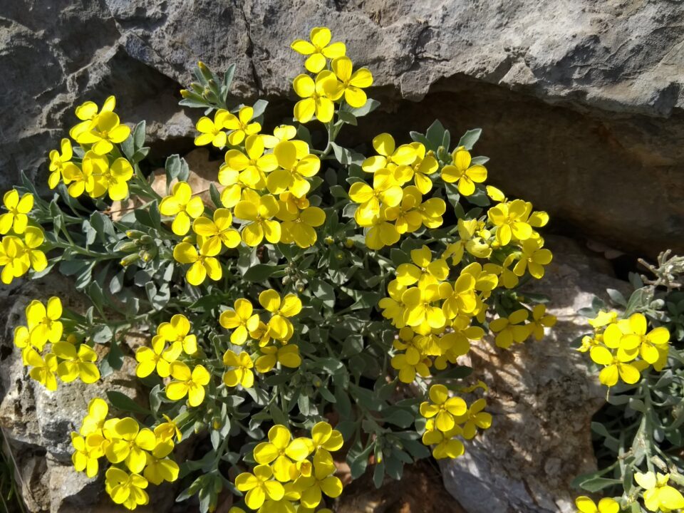 Trobridi sijedac Fibigia triquetra