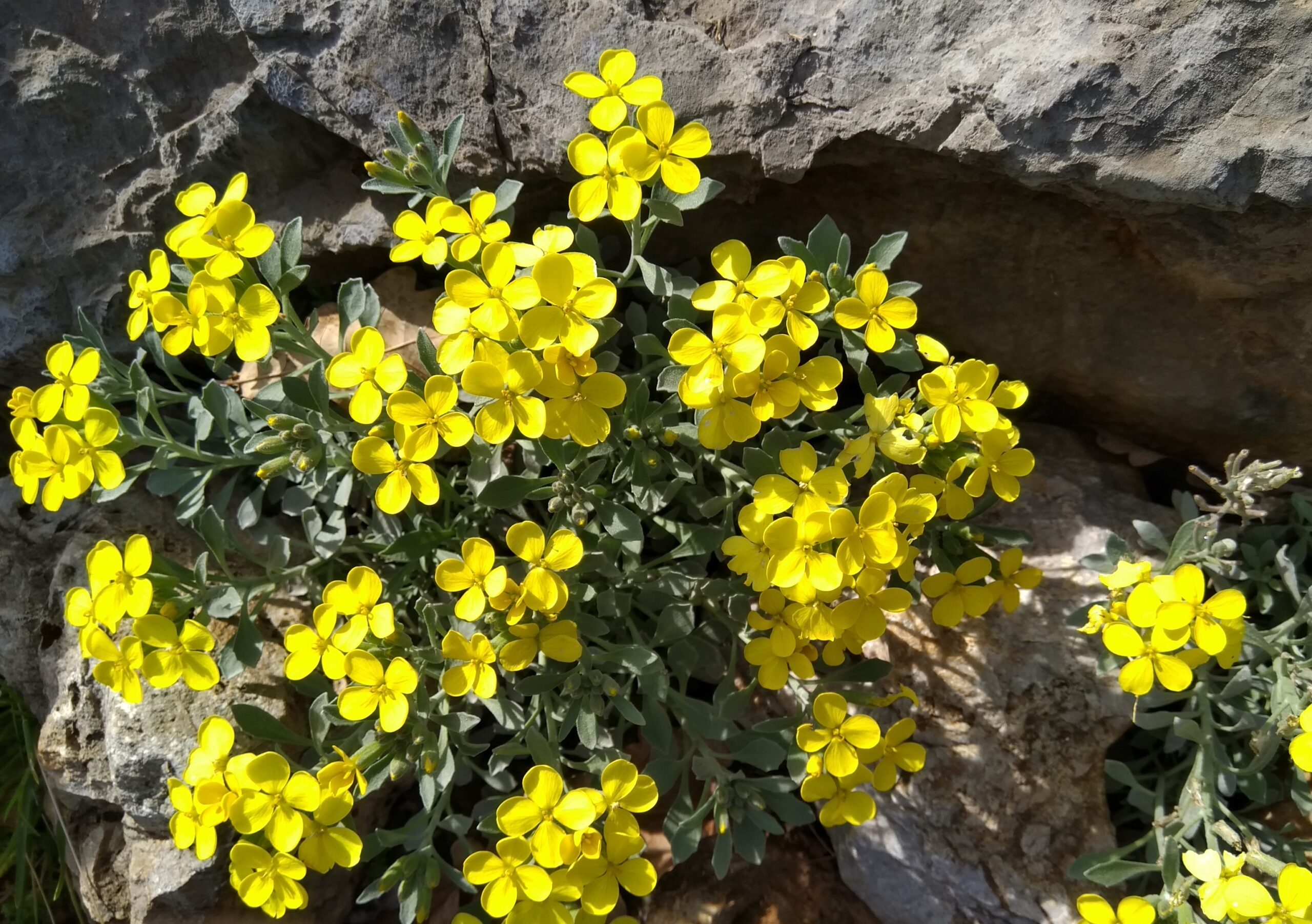 Trobridi sijedac Fibigia triquetra