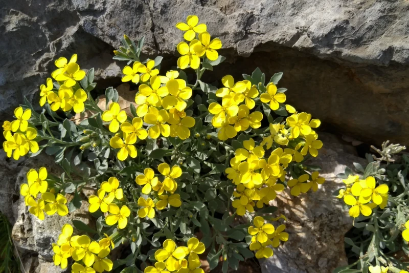 Trobridi sijedac