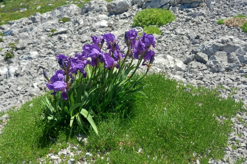 Ilirska perunika