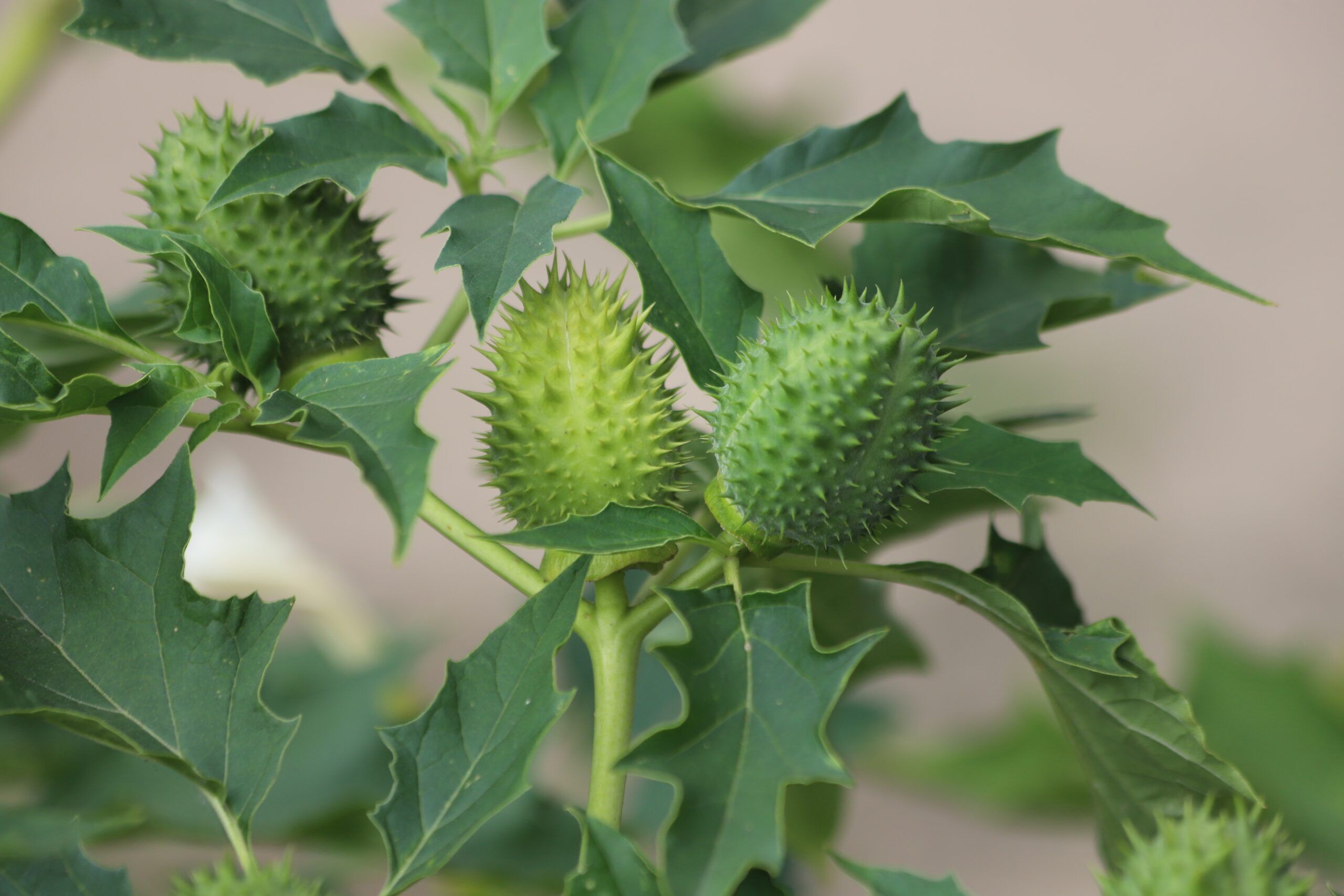 Datura,Stramonium.,Hallucinogen,Plant,Devil’s,Trumpet,,Also,Called,Jimsonweed.
