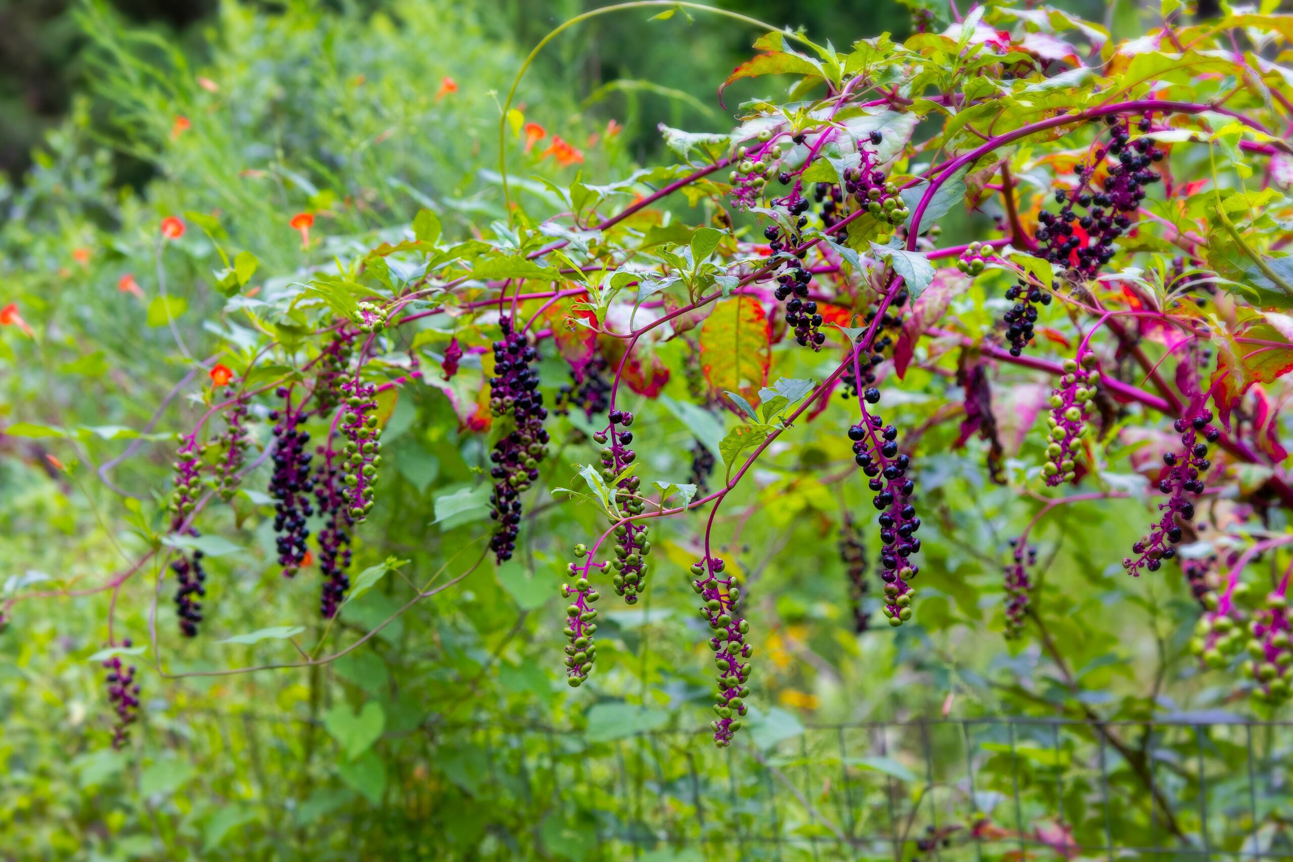American,Pokeweed,(phytolacca,Americana),Also,Known,As,Pokeweed,,Poke,Sallet,