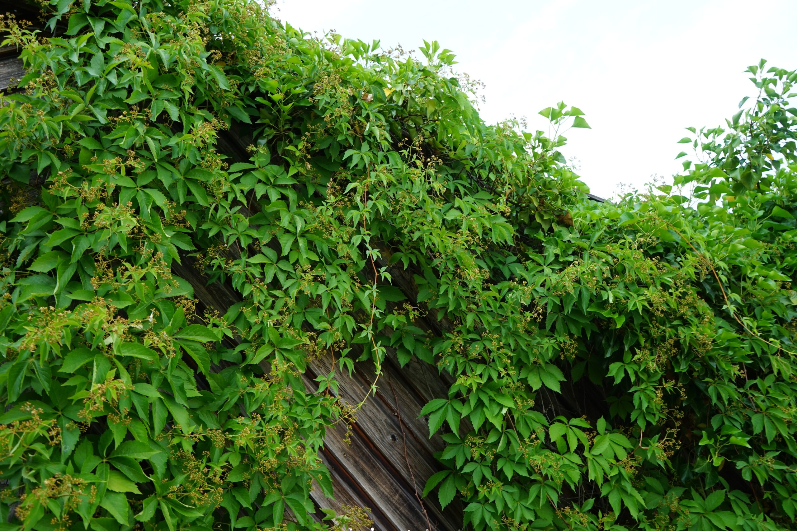 Parthenocissus,Quinquefolia,Climbs,A,Wooden,Fence,In,June.,Parthenocissus,Quinquefolia,