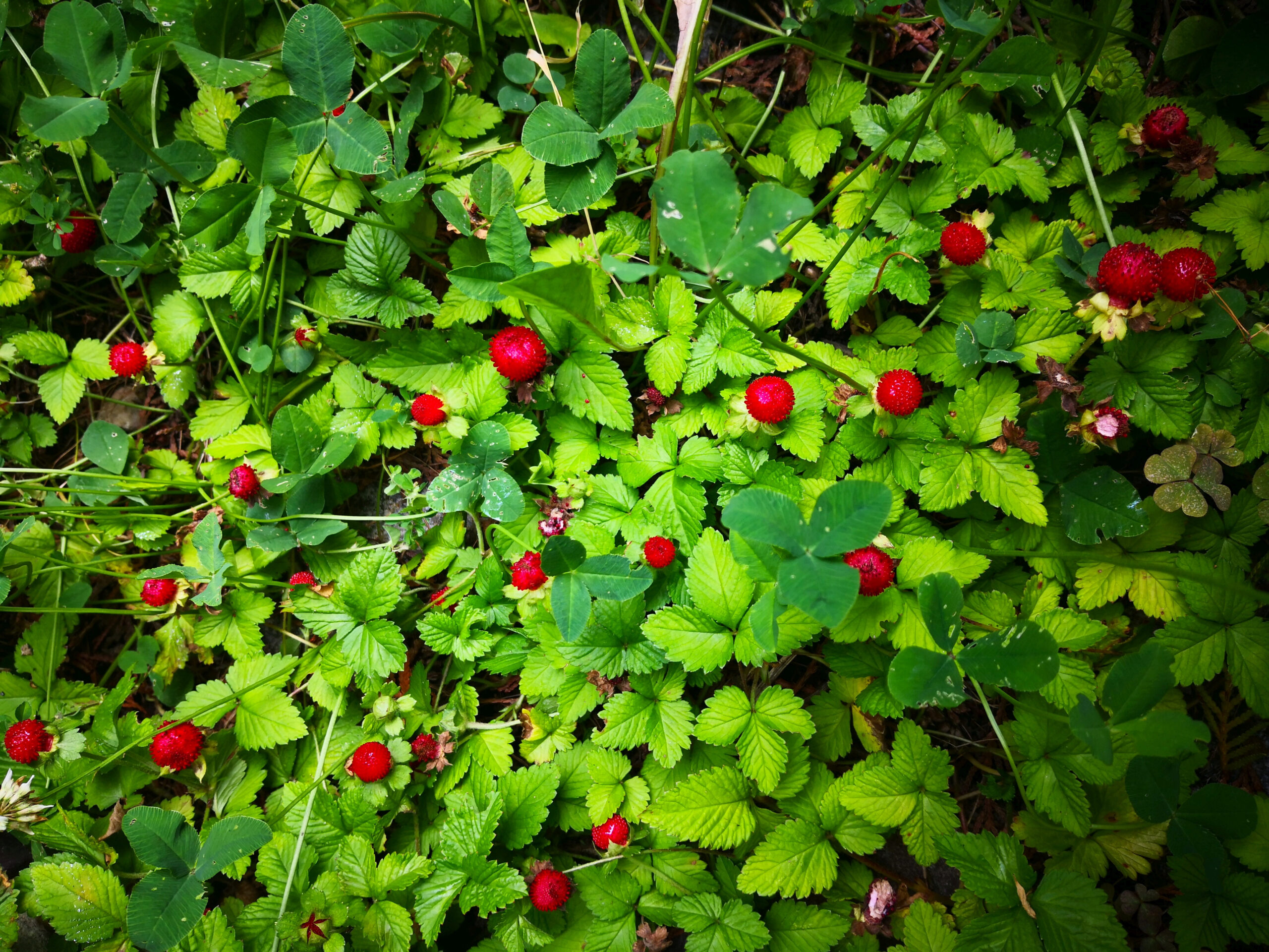 Plants,Of,Mock,Strawberry,(potentilla,Indica,,Duchesnea,Indica,,False,Or