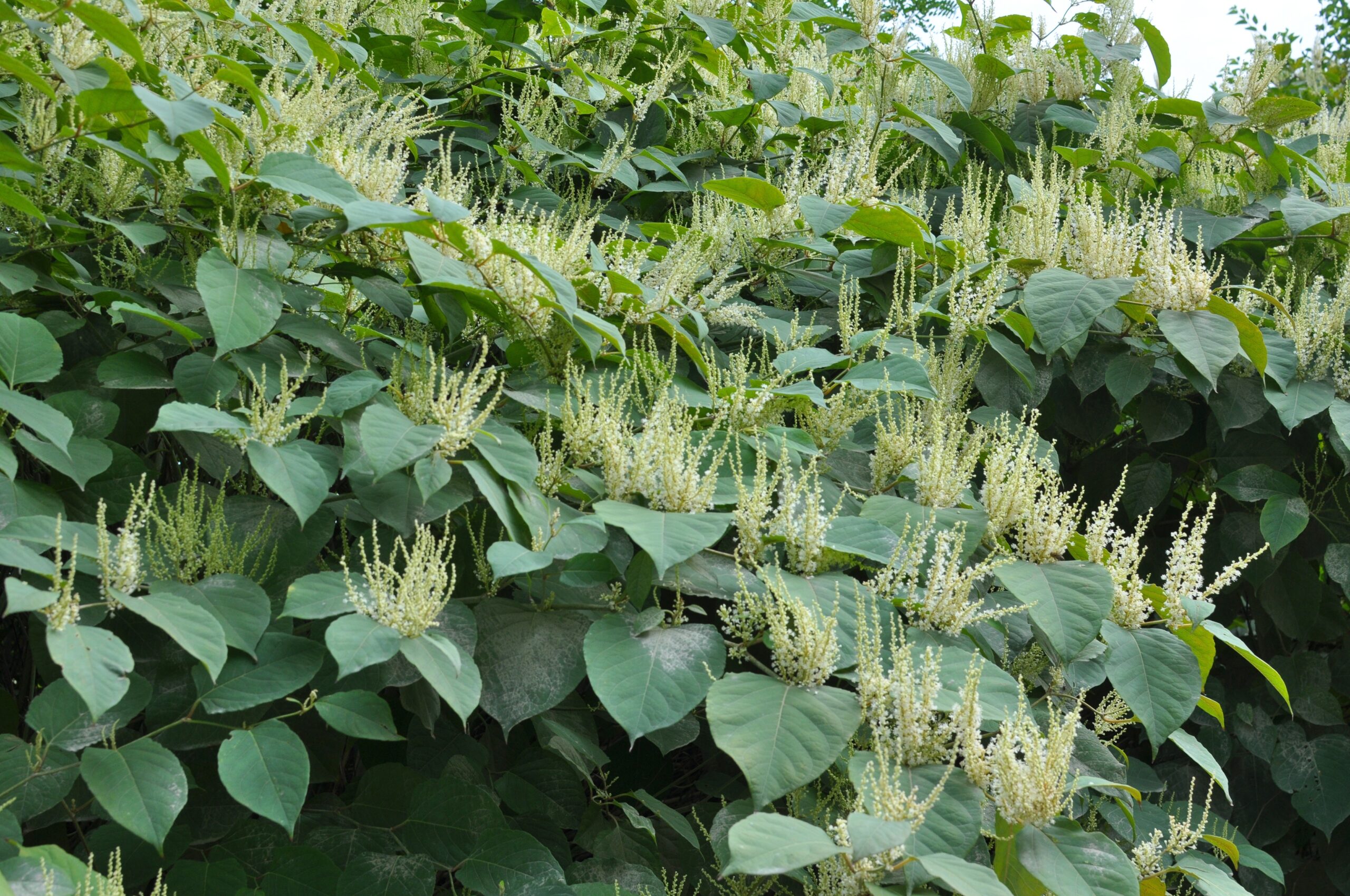 In,Summer,,The,Perennial,Plant,Reynoutria,Grows,In,Nature