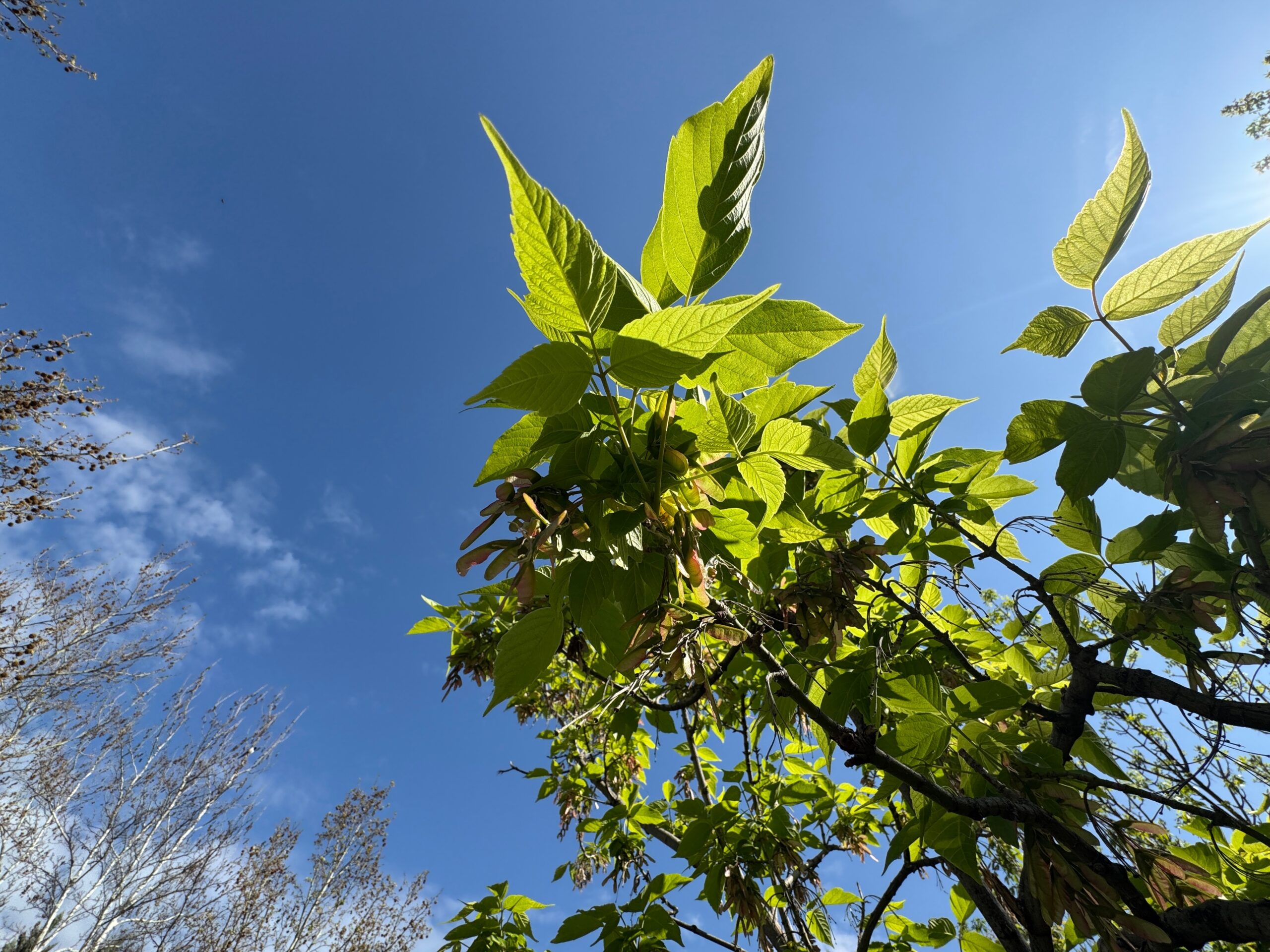 Bloom,Of,Acer,Negundo,Female,Flower.,Boxelder,Maple,Flower,,Seed