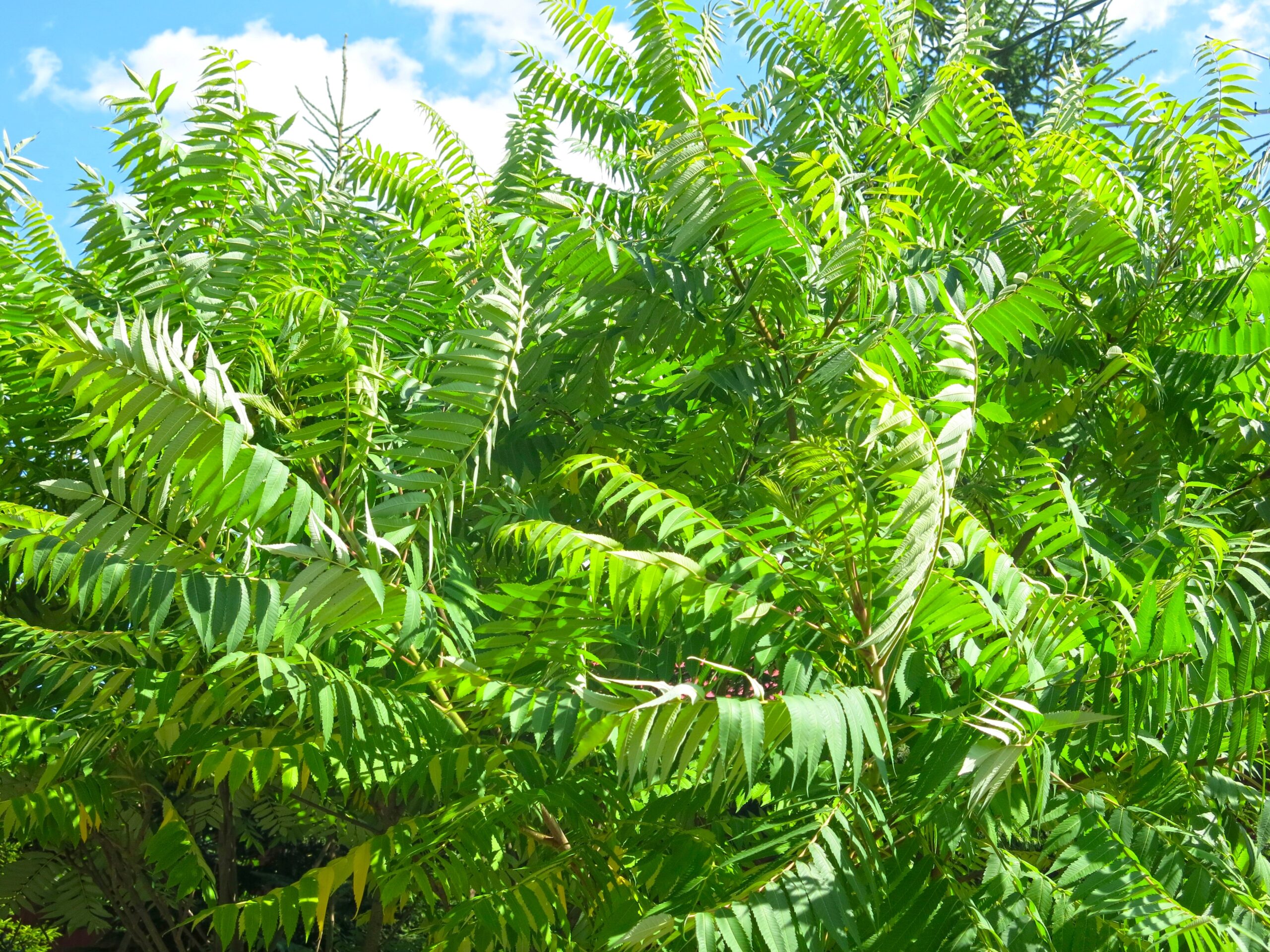 Thickets,Of,Chinese,Ash,(ailanthus,Altissima)