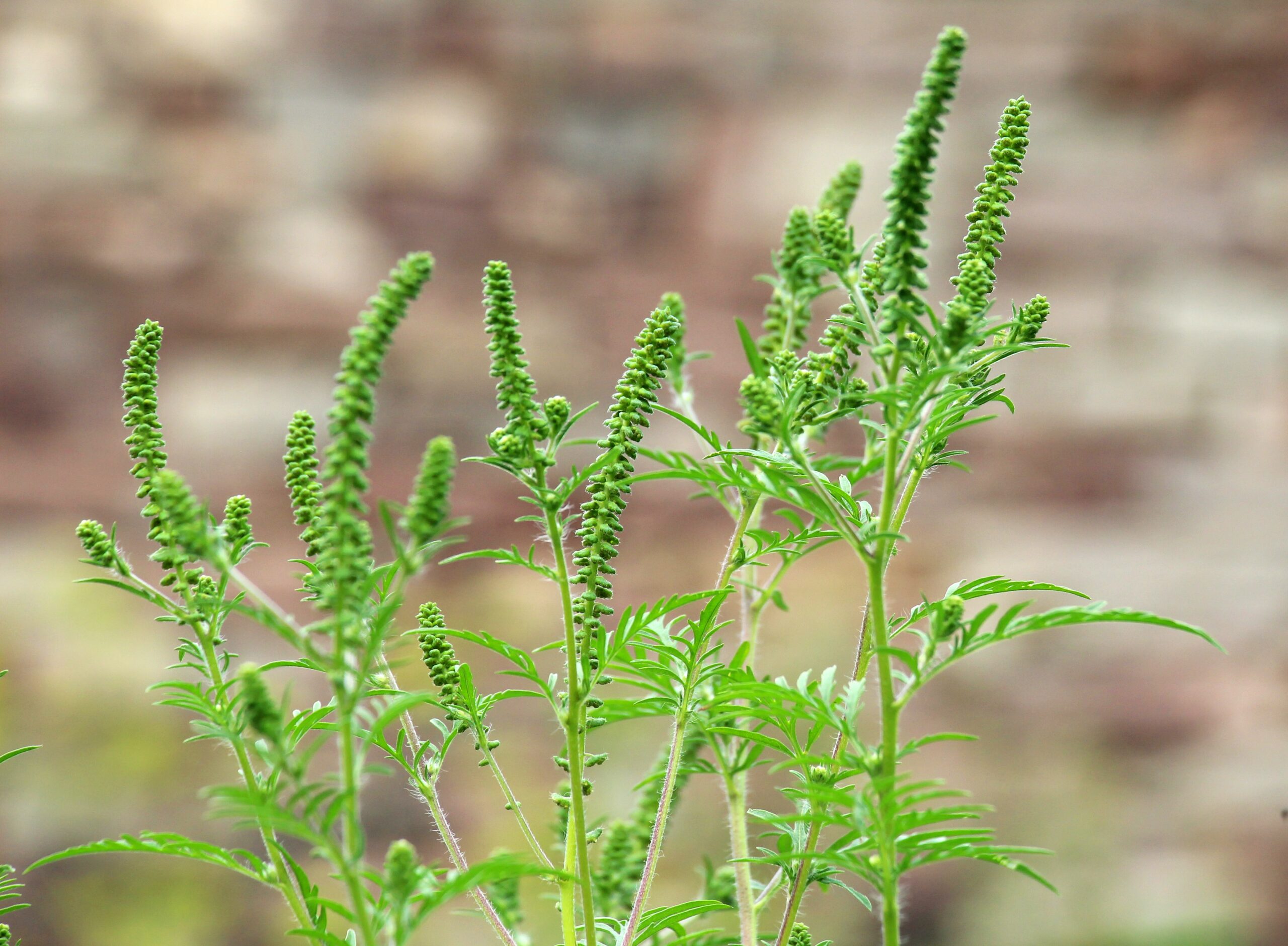 In,Summer,,Ragweed,(ambrosia,Artemisiifolia),Grows,In,The,Wild
